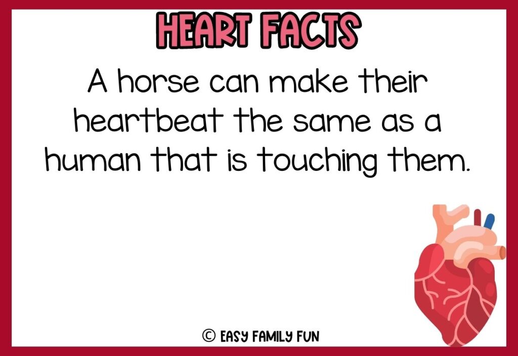 in post image with white background, red border, bold pink title that says "Heart Facts", text of a fact about your heart, and an image of a heart