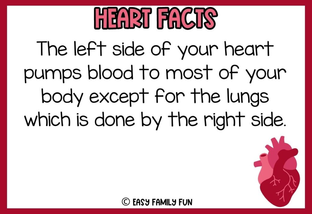 in post image with white background, red border, bold pink title that says "Heart Facts", text of a fact about your heart, and an image of a heart