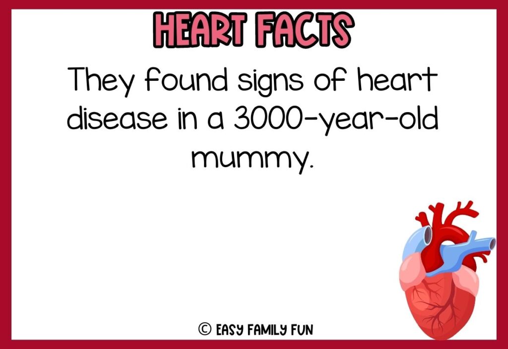 in post image with white background, red border, bold pink title that says "Heart Facts", text of a fact about your heart, and an image of a heart