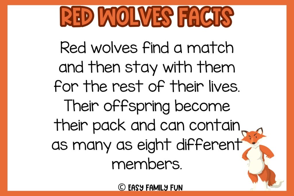 white background, orange border, text of a facts about red wolves, and an image of a wolf standing in two paws with red fur