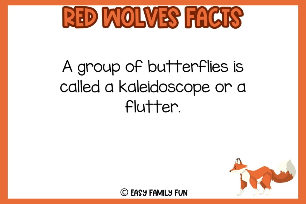 white background, orange border, text of a facts about red wolves, and an image of a wolf walking