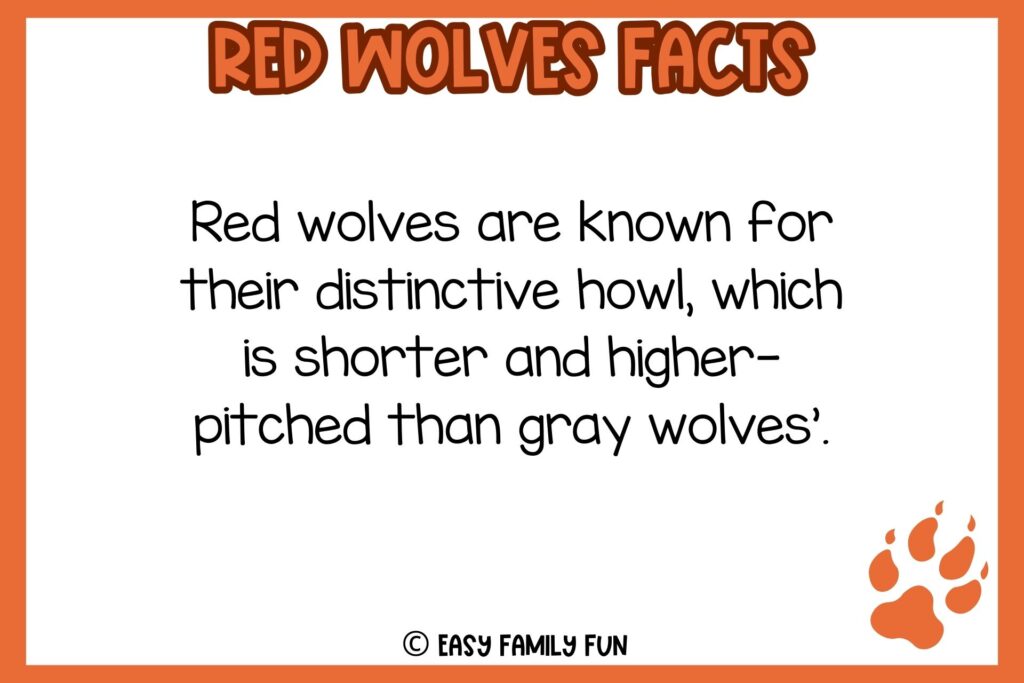 white background, orange border, text of a facts about red wolves, and an image of a wolf footprint in red