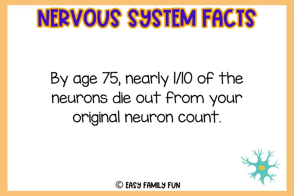 white background, orange border saying nervous system facts with an image of nerve cell in color blue
