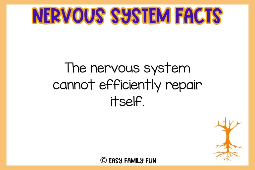 white background, orange border saying nervous system facts with an image of root
