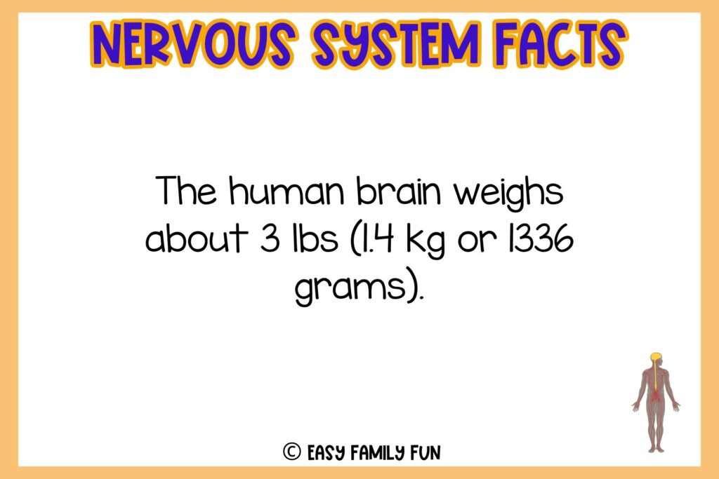 white background, orange border saying nervous system facts with an image of nervous system showing inside a body
