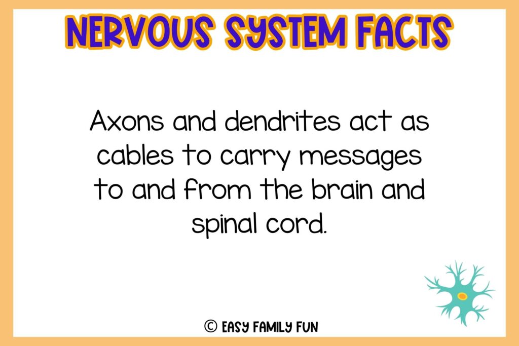 white background, orange border saying nervous system facts with an image of nerve cell in color blue
