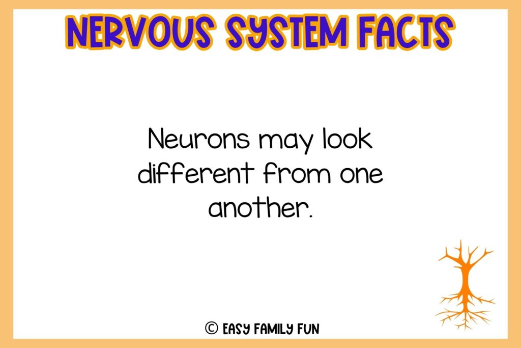 white background, orange border saying nervous system facts with an image of root