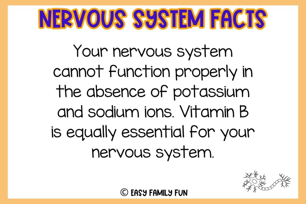 white background, orange border saying nervous system facts with an image of a neuron anatomy