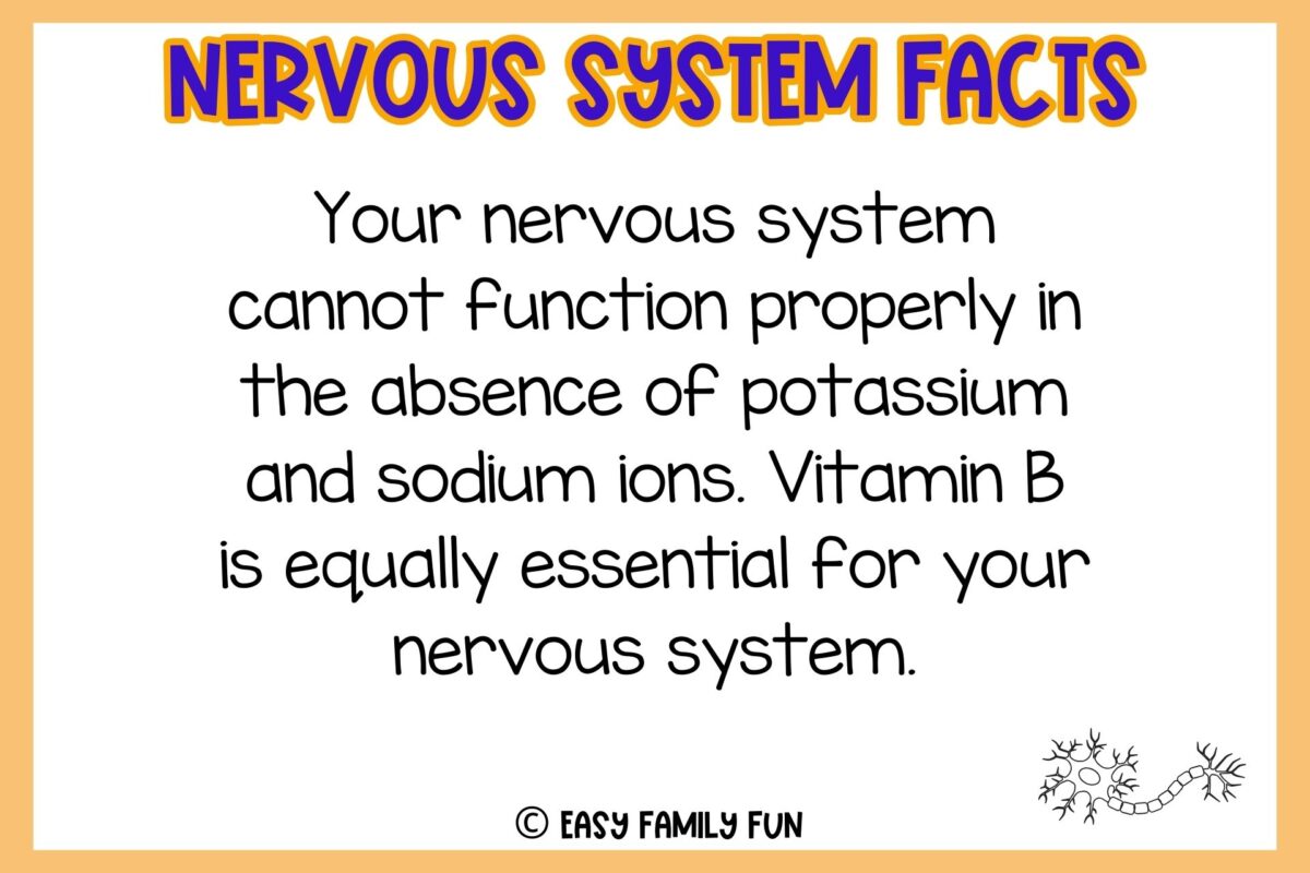 INTERESTING FACTS ABOUT THE NERVOUS SYSTEM FOR KIDS visual data 8