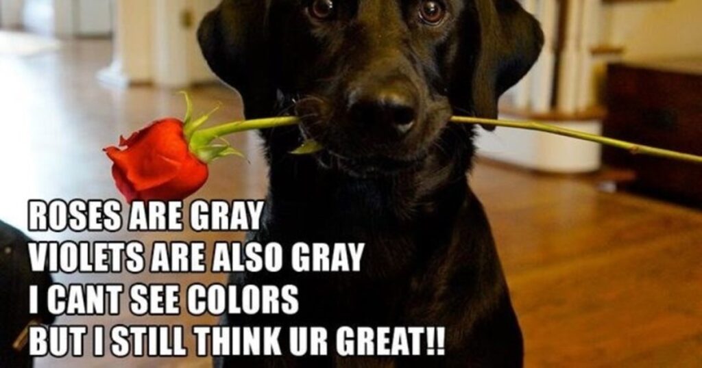 Valentine’s Day Memes about blind color