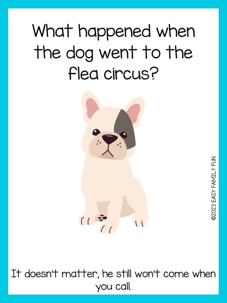 in post image with white background, light blue border, title that says "dog jokes", text of a dog joke, and an image of a cute cream french bulldog
