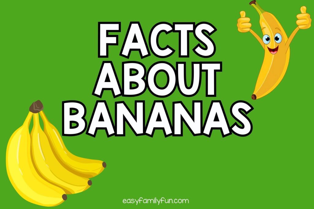 green background with a bunch of bananas and a banana with 2 thumbs up with white text "facts about bananas"