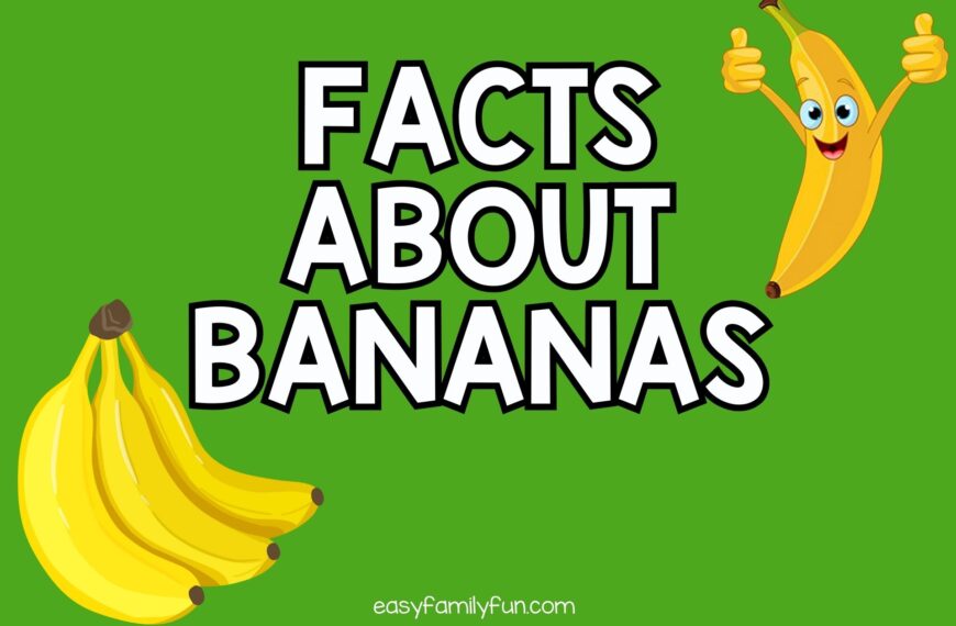 Interesting Banana facts [Free Fact Cards]