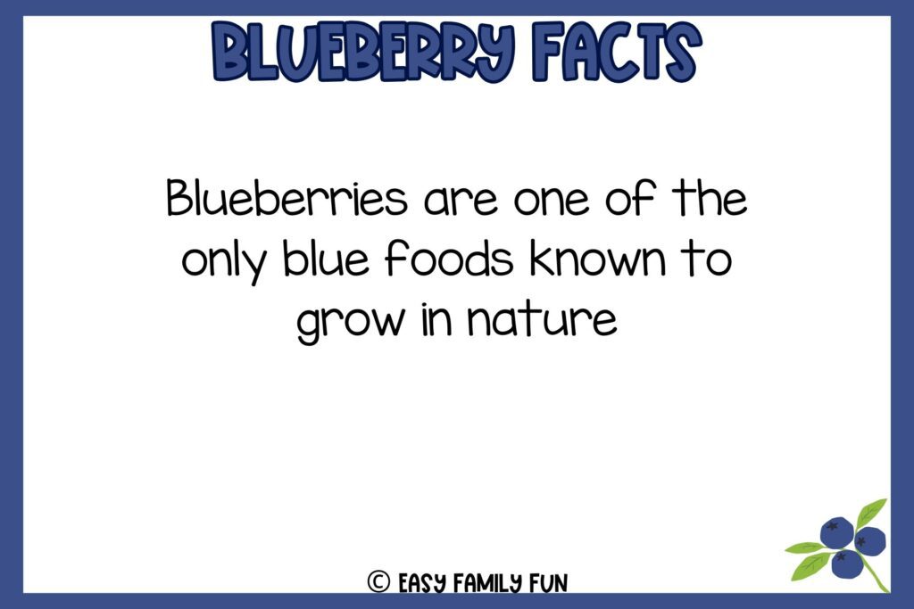 white background, navy blue border saying facts about blueberries with an image of a three blueberries
