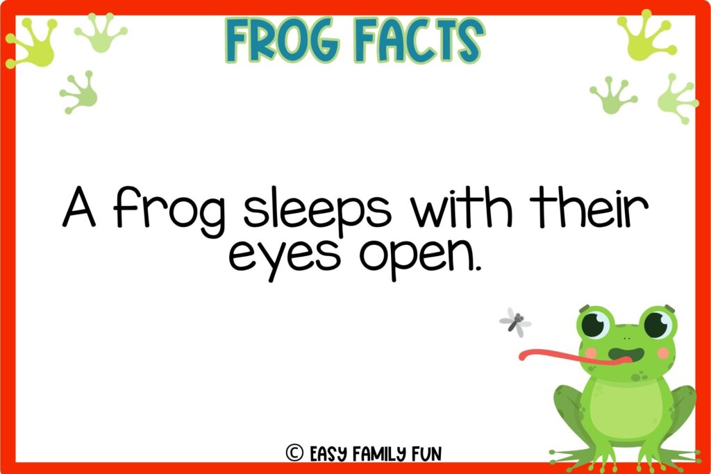 in post image with white background, red border, title that says "frog facts", text of a fact about Frogs, and an image of a frog catching a fly
