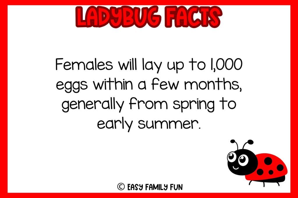 white background, red border saying ladybug facts with an image of a ladybug