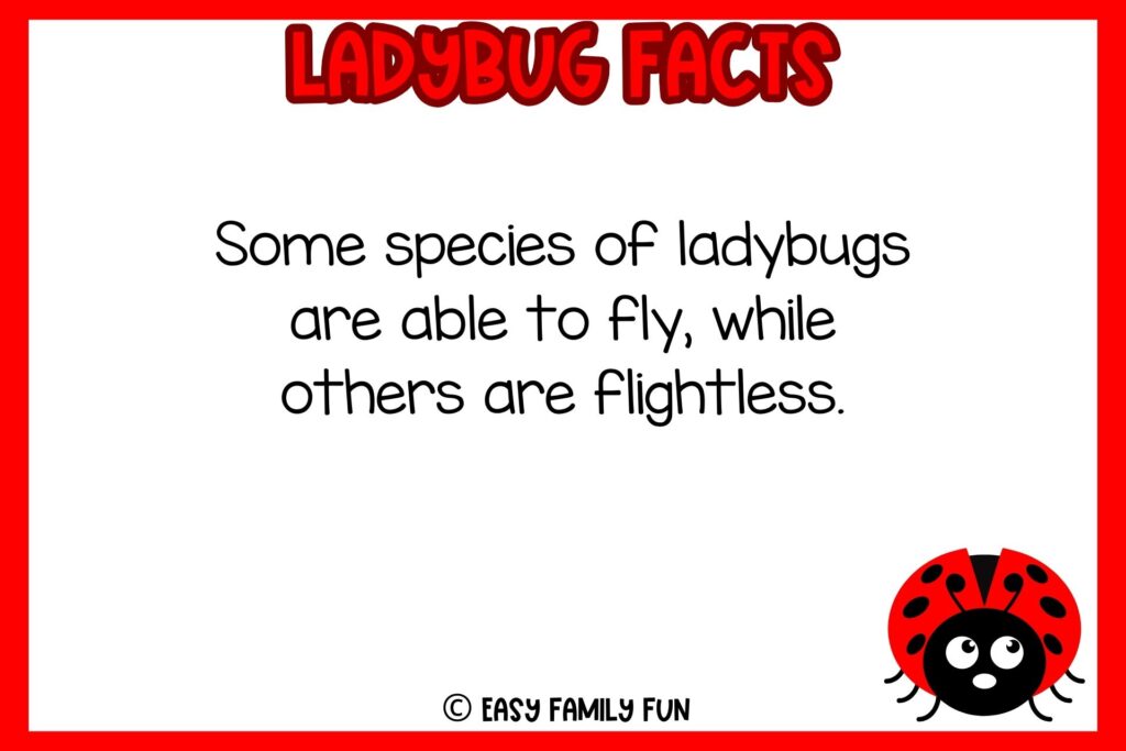 white background, red border saying ladybug facts with an image of a ladybug facing front
