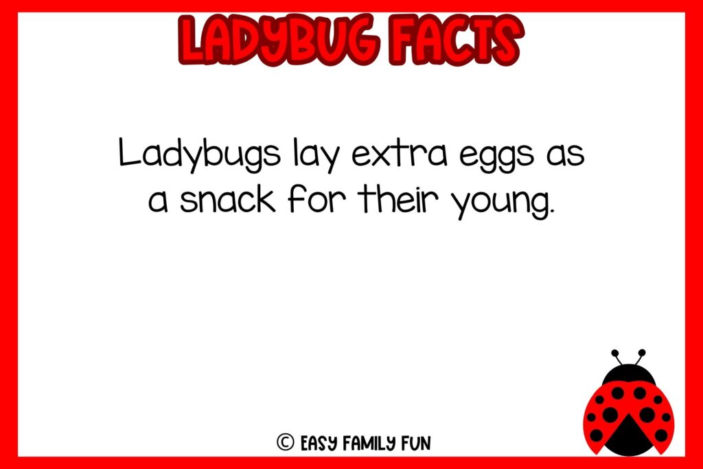 white background, red border saying ladybug facts with an image of a ladybug backwards
