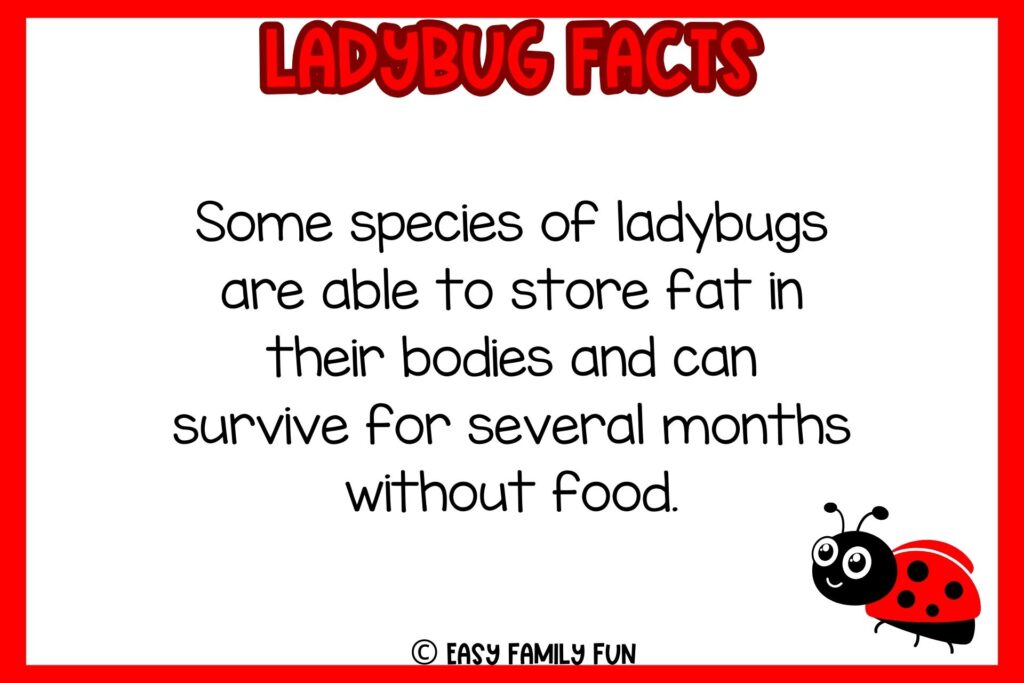 white background, red border saying ladybug facts with an image of a ladybug trying to fly