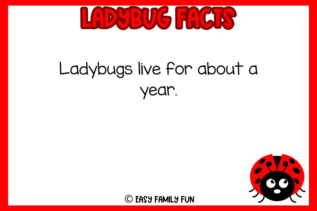 white background, red border saying ladybug facts with an image of a ladybug facing front