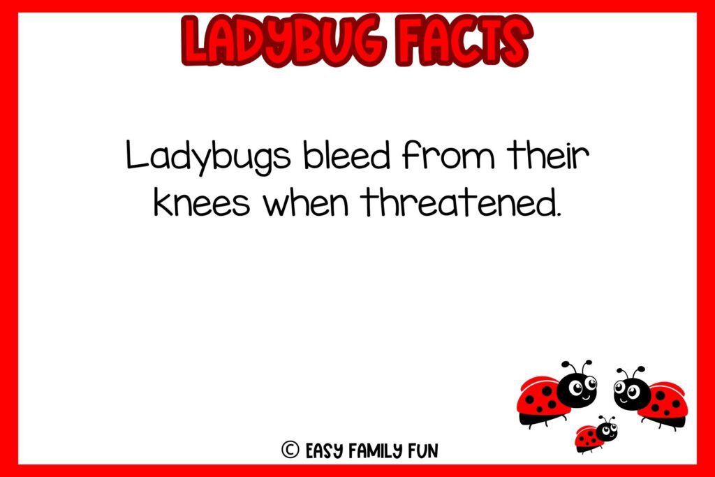 white background, red border saying ladybug facts with an image of a 3 little cute ladybug facing each other