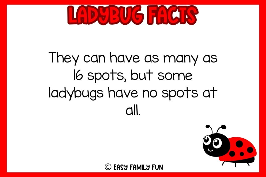 white background, red border saying ladybug facts with an image of a ladybug
