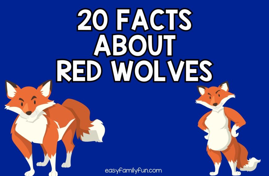 20 Interesting Facts About Red Wolves [Free Fact Cards]