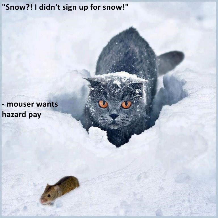 Snow Memes about cat and mouse