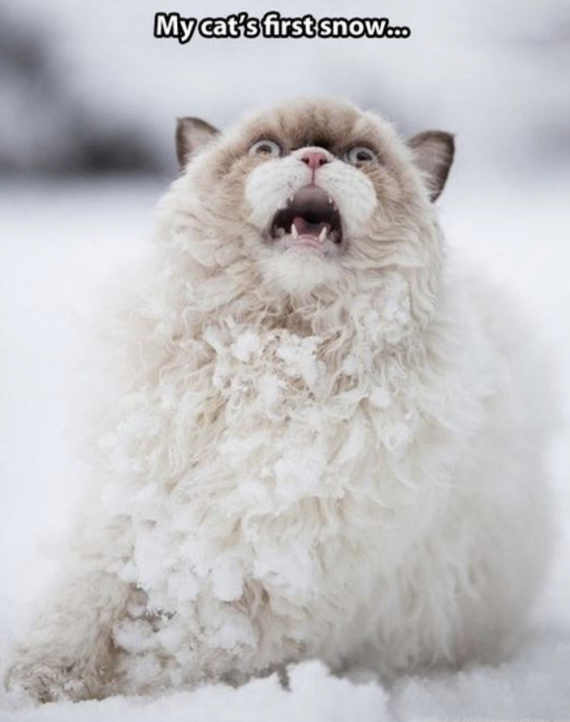Snow Memes about cats first snow