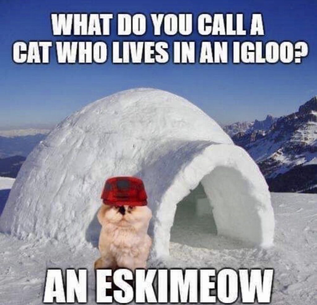 Snow Memes about cat who lives in an igloo