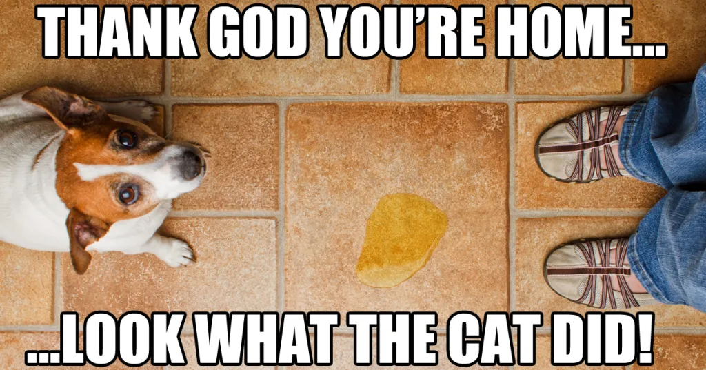 Dog Memes about pee