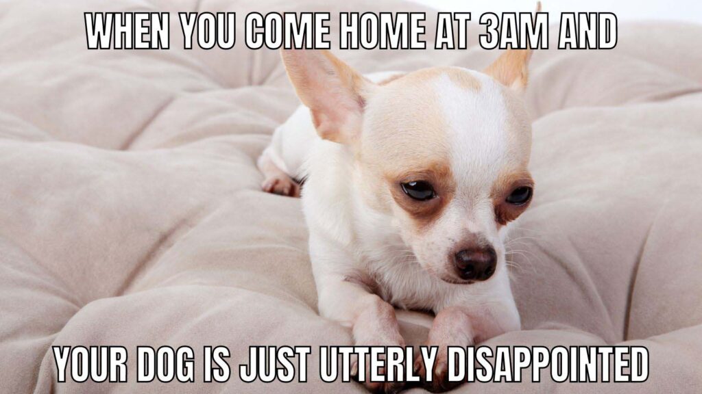 Dog Memes about late night