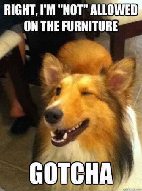 Dog Memes about furniture