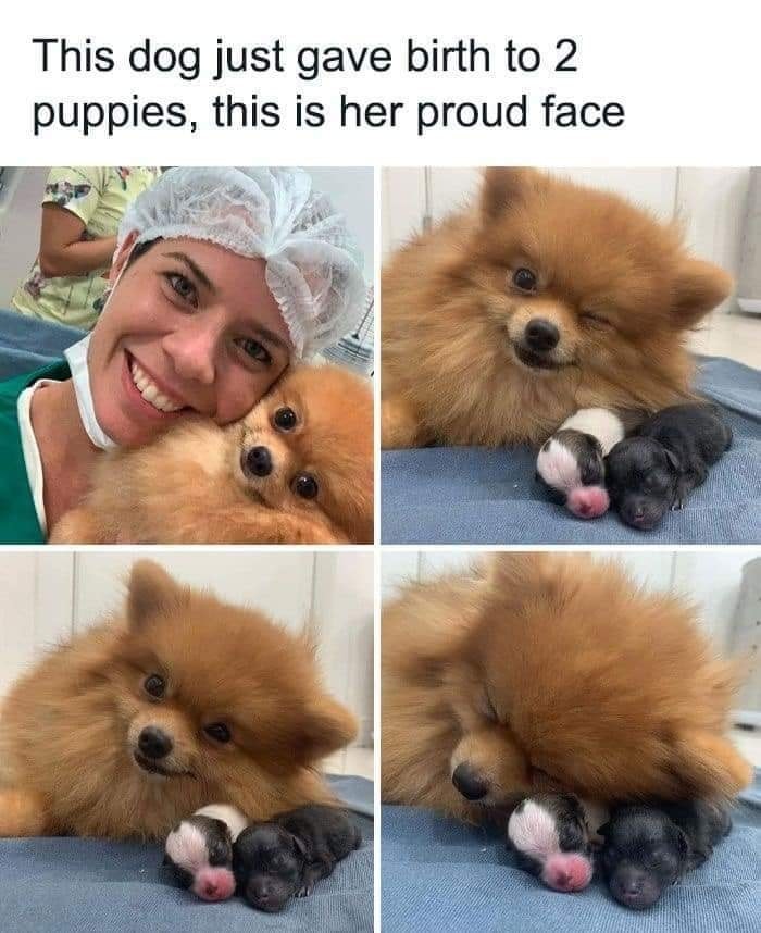 Dog Memes about dog gave birth 