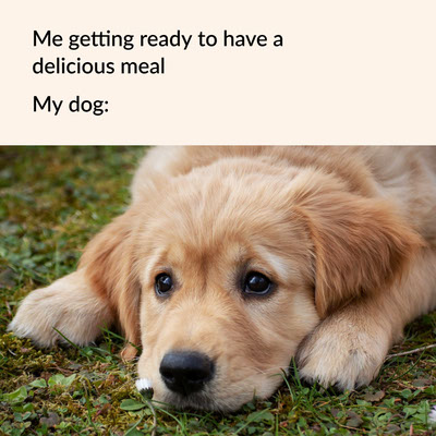 Dog Memes about delicious meal