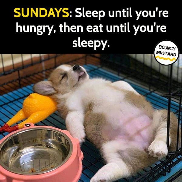 Dog Memes about  sundays
