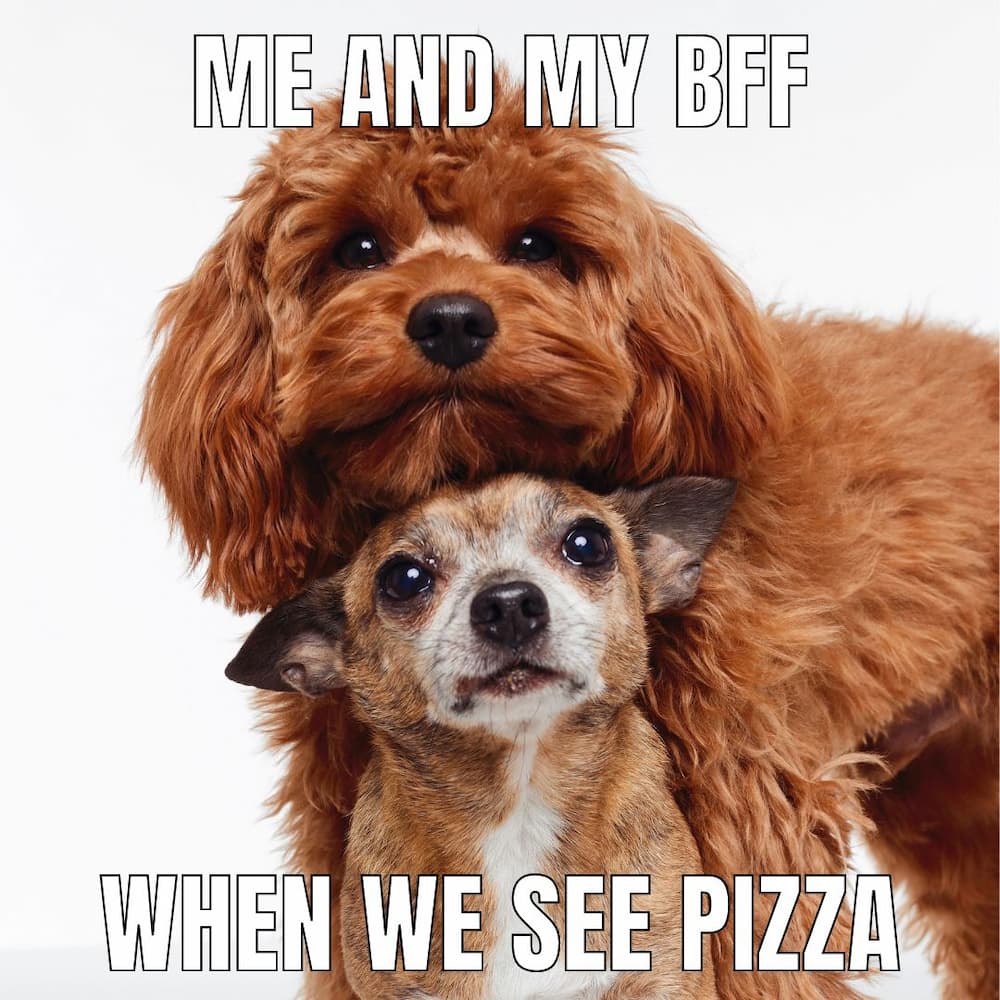 Dog Memes about  me and bff