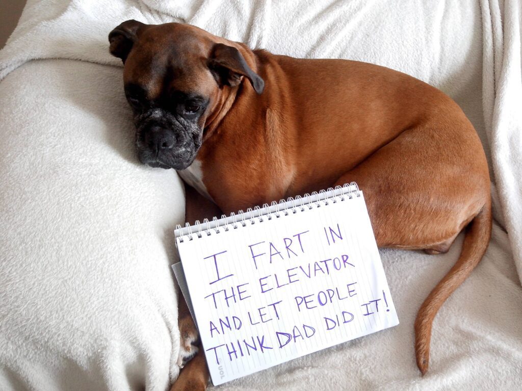Dog Memes about fart