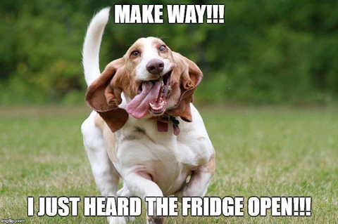 Dog Memes about fridge
