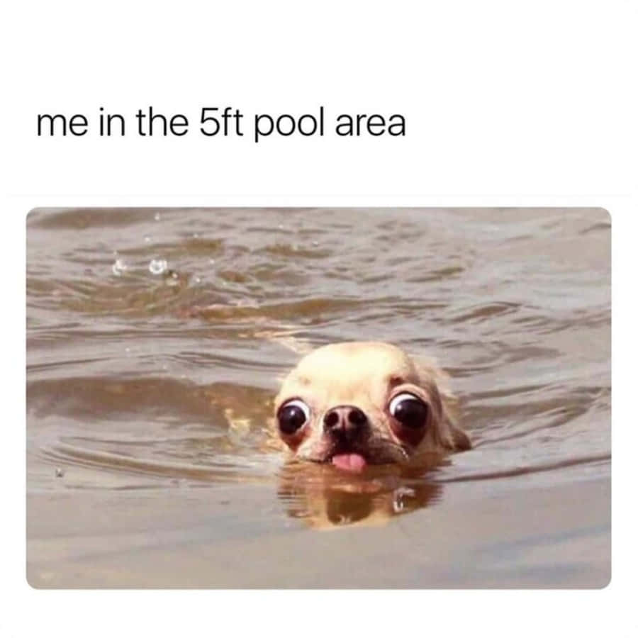 Dog Memes about pool