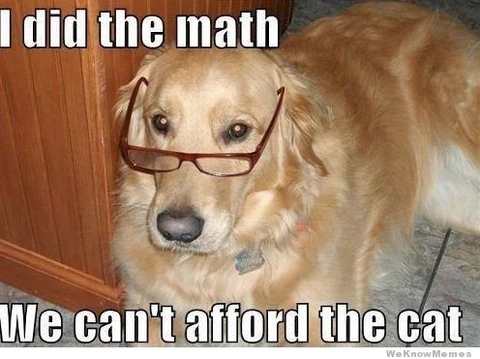 Dog Memes about math