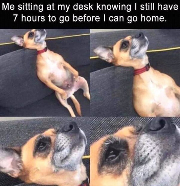 Dog Memes about work