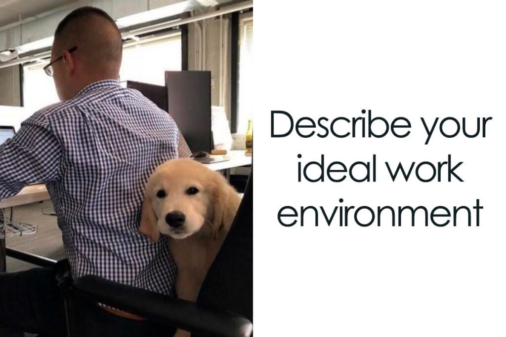 Dog Memes about work environment