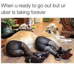 Dog Memes about going out