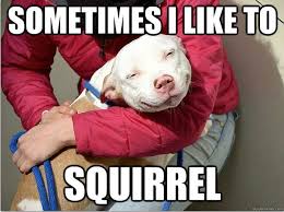 Dog Memes about squirrel