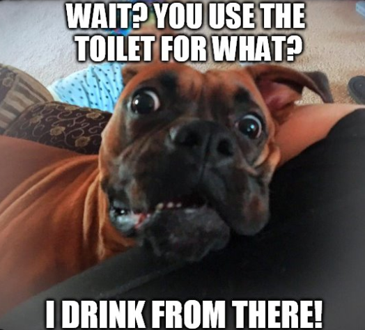 Dog Memes about drink
