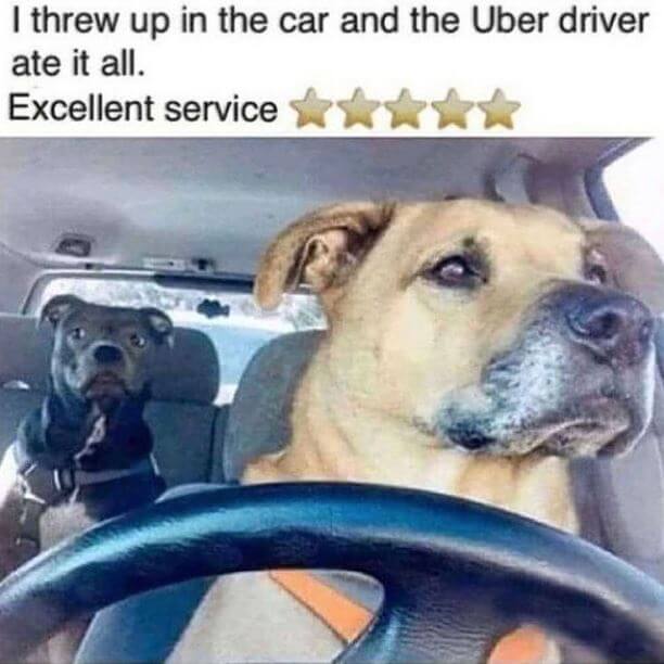 Dog Memes about uber driver