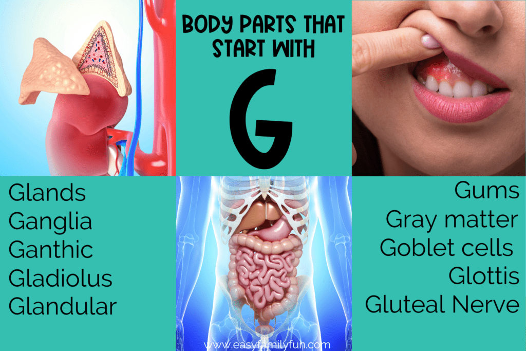  body parts that start with G in images and words