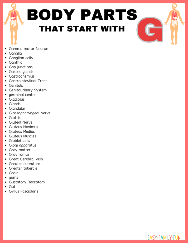  body parts that start with G in list form 