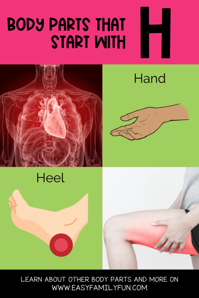 pin image of body parts that start with H 